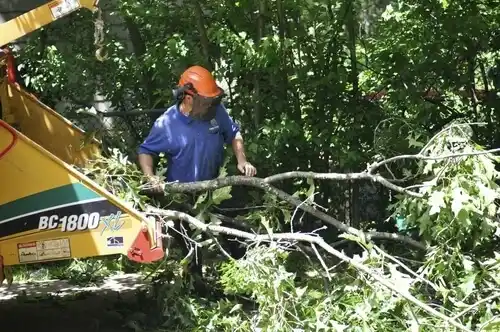 tree services Grasonville